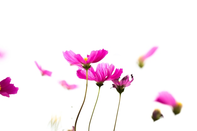 Flores cor-de-rosa do cosmos no jardim de perto