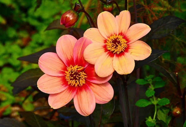 Flores cor-de-rosa e amarelas