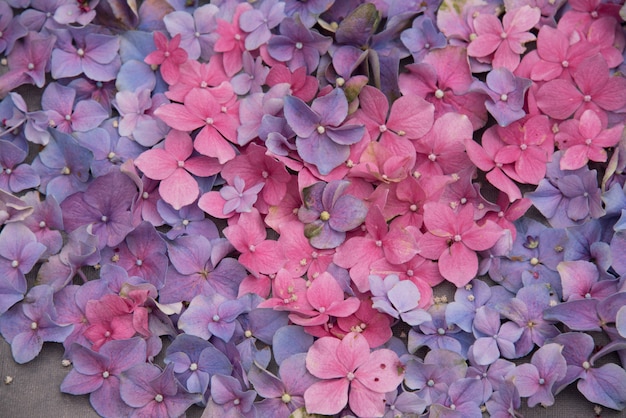 flores cor de rosa e azuis