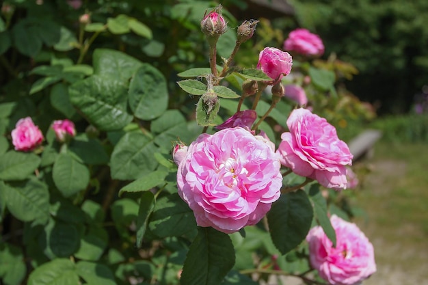 Flores cor de rosa e botões de rosa de chá