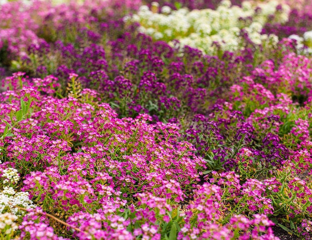 Flores cor-de-rosa e brancas de Alyssum em um canteiro de flores no parque