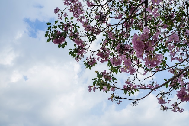 Flores cor de rosa e céu