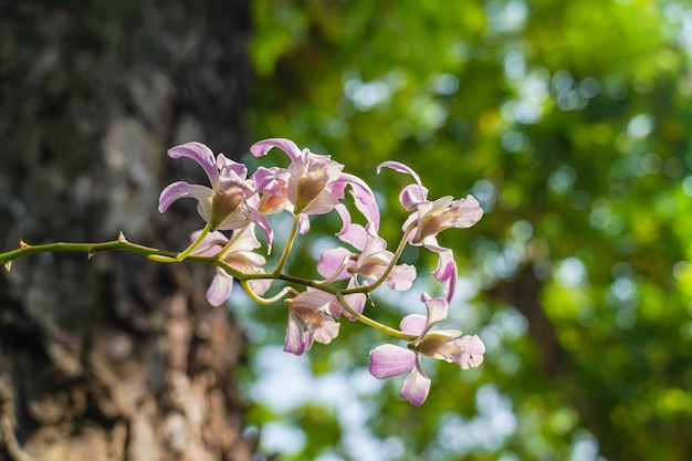 Flores cor de rosa e folhas de orquídea phalaenopsis, planta ornamental para casa e jardim