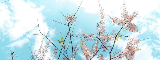 Flores cor-de-rosa e skyflower e céu brilhantes do verão