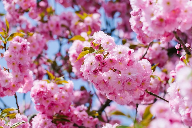 Flores cor de rosa em flor