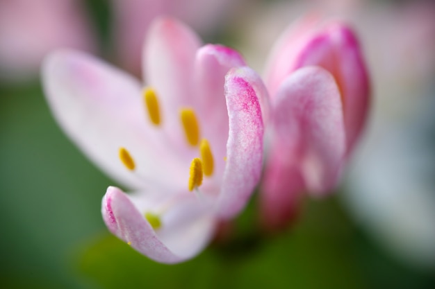 Flores cor de rosa em fundo verde contra jardim