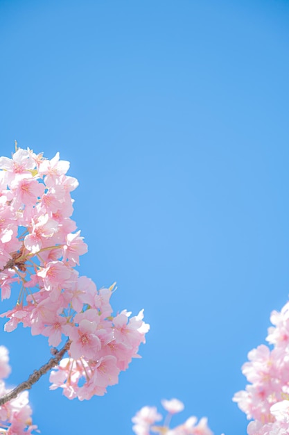 Flores cor de rosa em um fundo azul