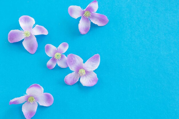 Foto flores cor de rosa em um fundo azul