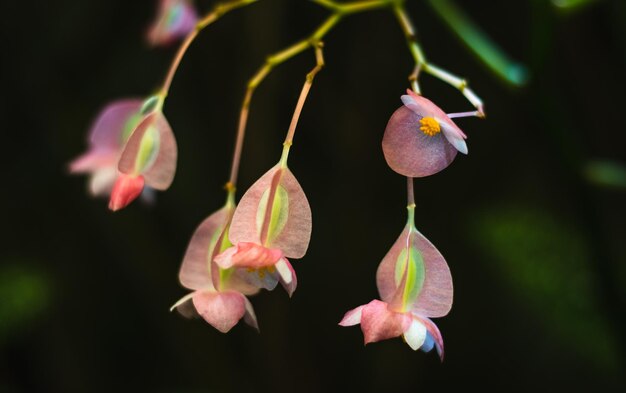 Flores cor de rosa em um jardim ensolarado