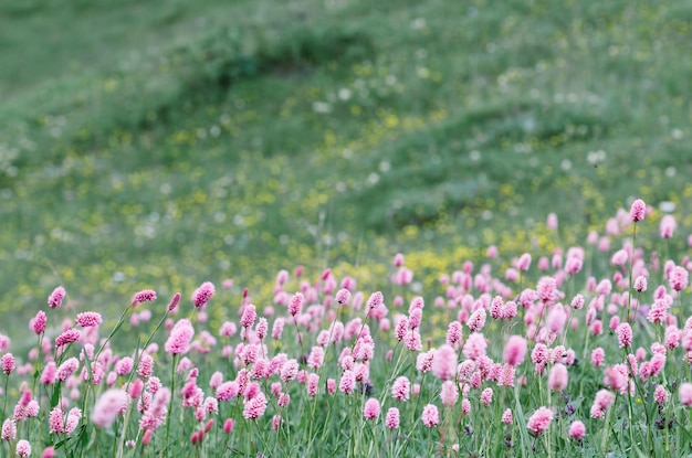 Flores cor de rosa em uma clareira nas montanhas