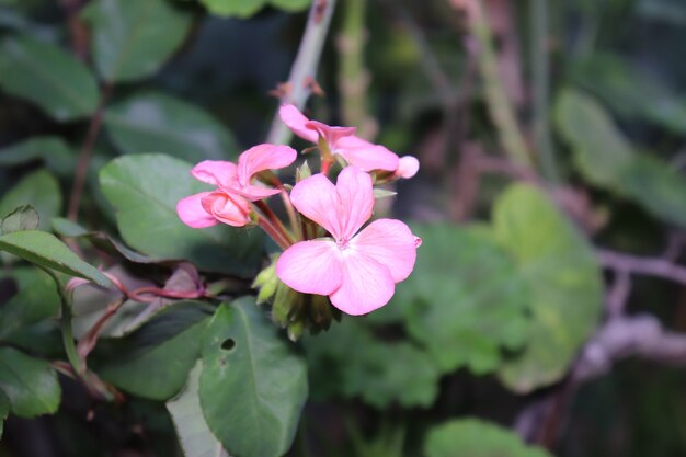 Flores cor de rosa fechando no fundo das folhas