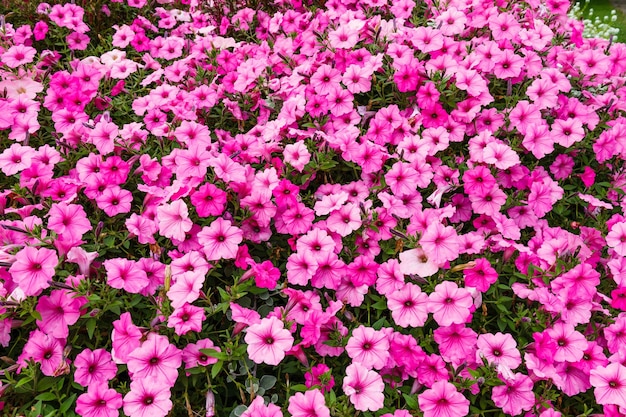 Flores cor de rosa florescem no jardim do parque da cidade