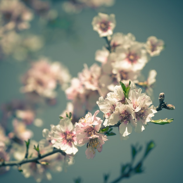 Flores cor de rosa florescendo árvore de pêssego na primavera. Foto estilo Instagram