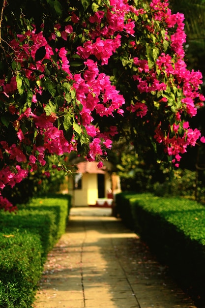 Flores cor-de-rosa florescendo em árvores no parque