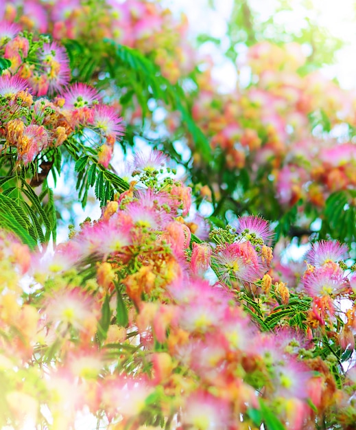 Flores cor de rosa fofas e folhas verdes de acácia japonesa, conceito de primavera, ideia de verão, imagem abstrata da natureza, fotografia macro com fundo desfocado e espaço livre para texto
