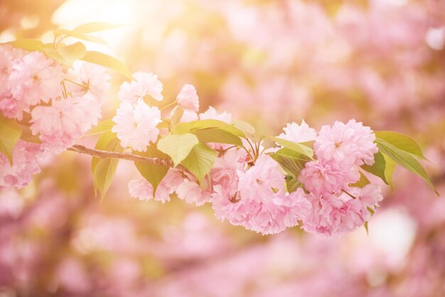 Flores cor-de-rosa frescas de sakura crescendo no jardim ao ar livre da primavera natural com sol brilhando e espaço de cópia