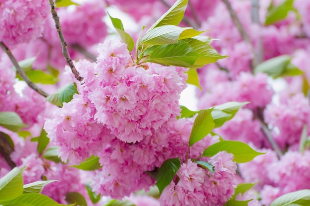 Flores cor-de-rosa frescas de sakura crescendo no jardim ao ar livre da primavera natural