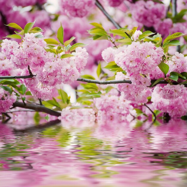 Flores cor-de-rosa frescas de sakura crescendo no jardim, fundo ao ar livre de primavera natural com reflexo de água