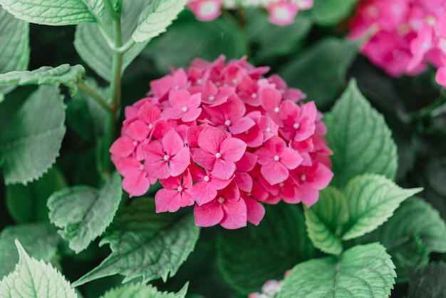 Flores cor-de-rosa fúcsia vibrantes de hortênsia