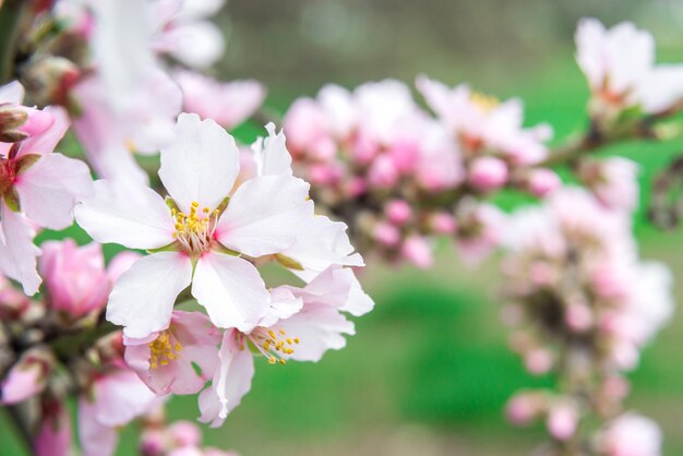 Flores cor de rosa, galho de amendoeira em flor na primavera