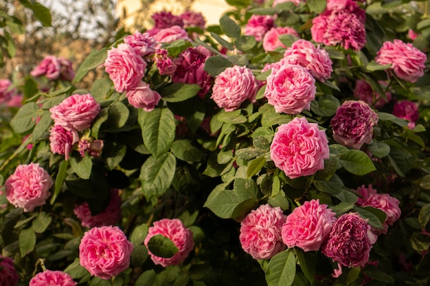 Flores cor de rosa na árvore de flores