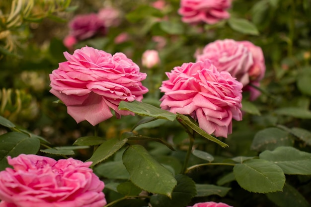 Flores cor de rosa na árvore de flores