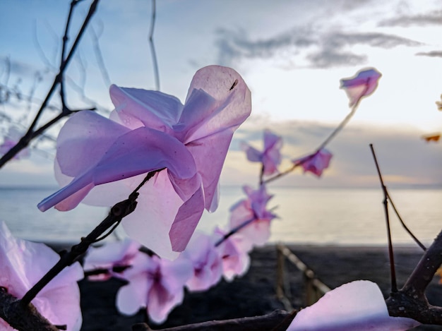 Flores cor de rosa na praia