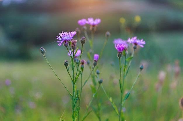 Flores cor de rosa no campo verde