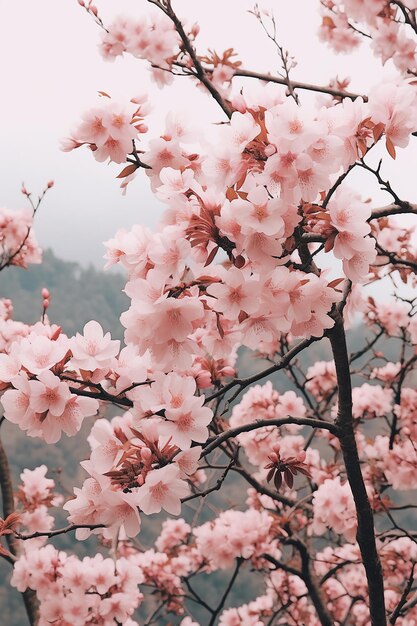 Flores cor-de-rosa no céu