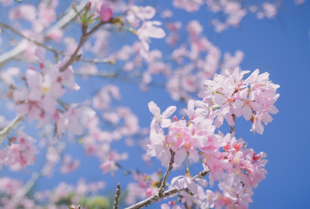 Flores cor de rosa no galho com céu azul durante a primavera florescendo