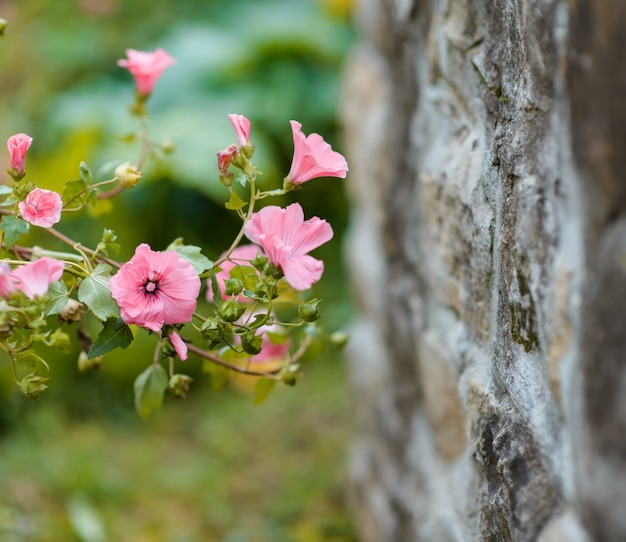 Flores cor de rosa no jardim