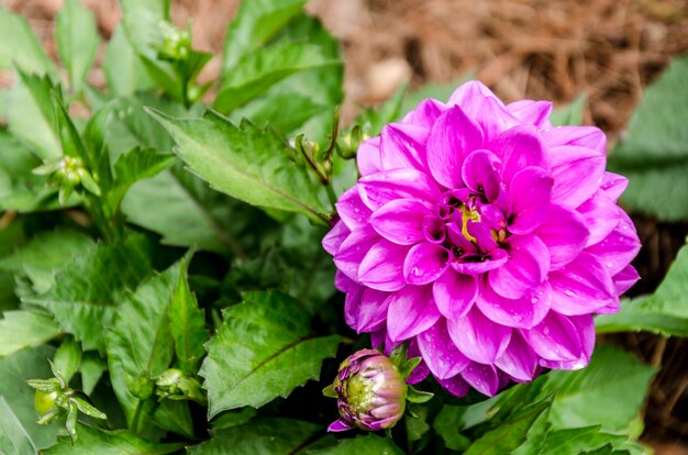 Flores cor de rosa no jardim