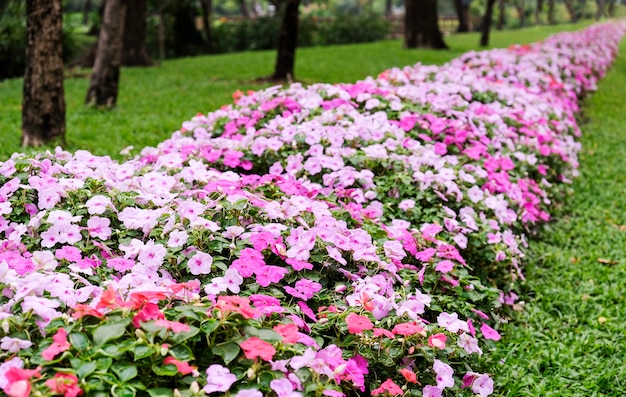 Flores cor de rosa no jardim