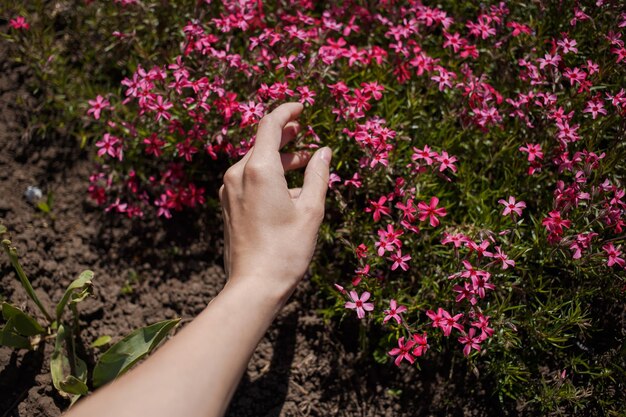 Flores cor de rosa no jardim