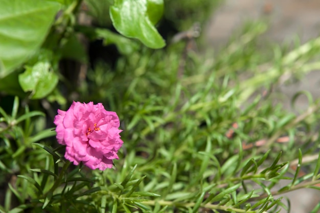 flores cor de rosa no jardim