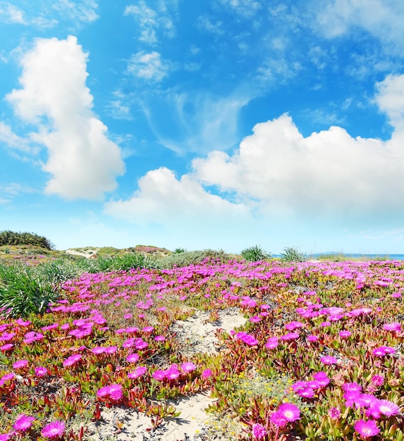 Foto flores cor de rosa no litoral de platamona, filmado na sardenha, itália