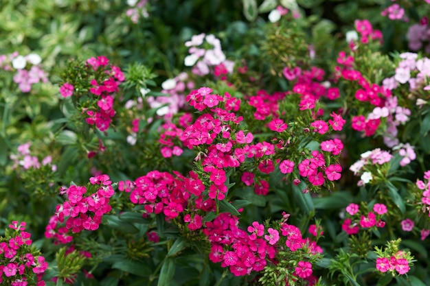 Flores cor de rosa no mato verde