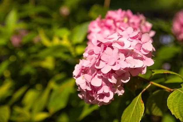 Flores cor de rosa no verão flor de hortênsia em dia ensolarado floração hortensia planta flores desabrochando i ...