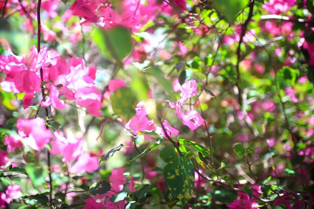 Flores cor de rosa nos galhos