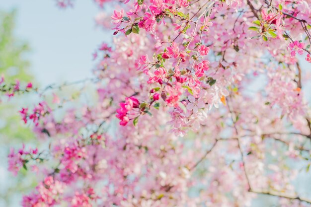 flores cor-de-rosa numa árvore