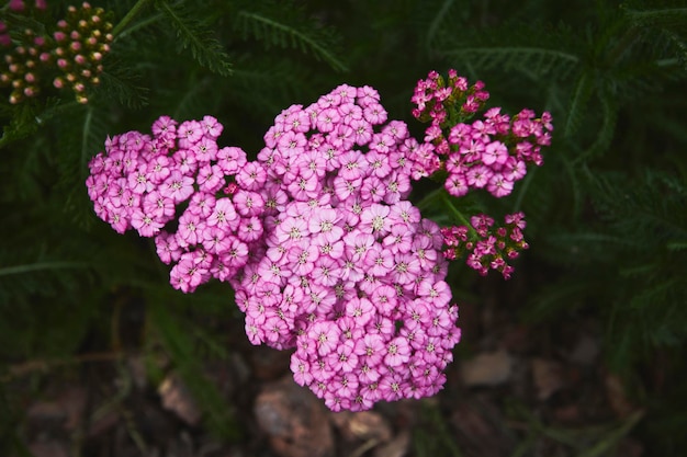 flores cor de rosa selvagem no jardim