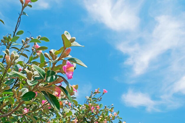 Flores cor de rosa sob um céu nublado de verão