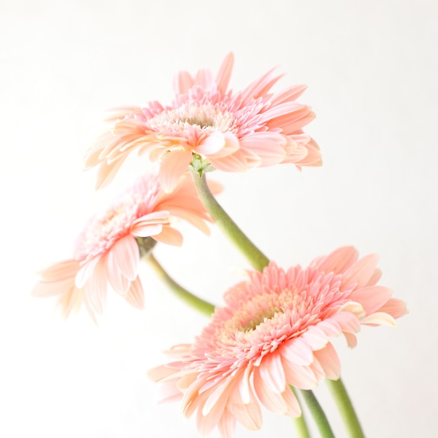 Flores cor de rosa sobre fundo branco para aniversário, aniversário, casamento floral frame