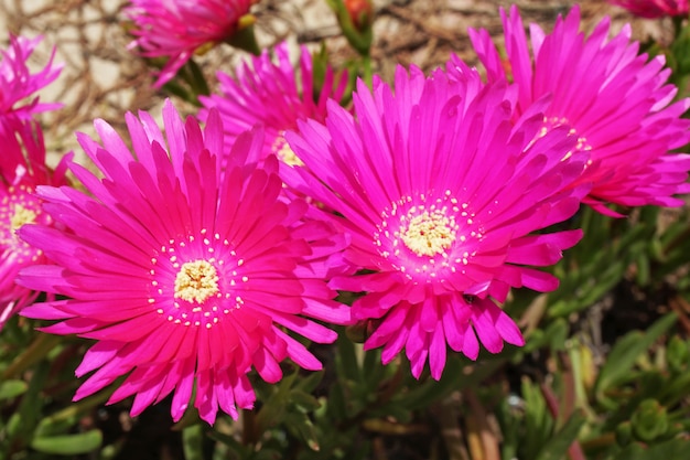 Flores cor de rosa