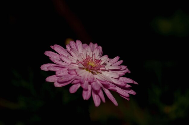 Foto flores cor-de-rosa