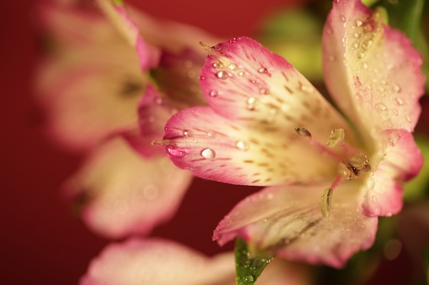 Flores cor de rosa