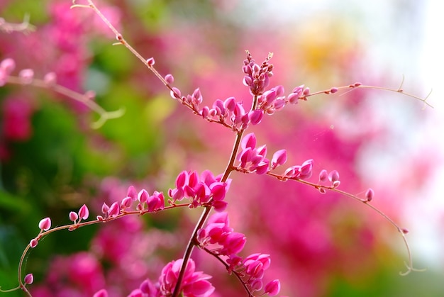 Foto flores cor de rosa