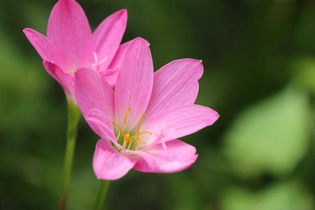 flores cor de rosa