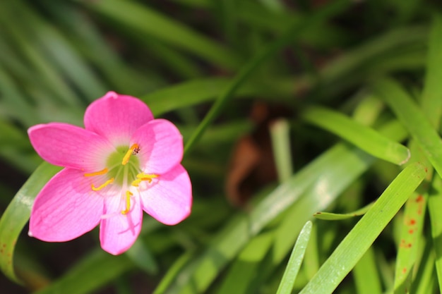 flores cor de rosa