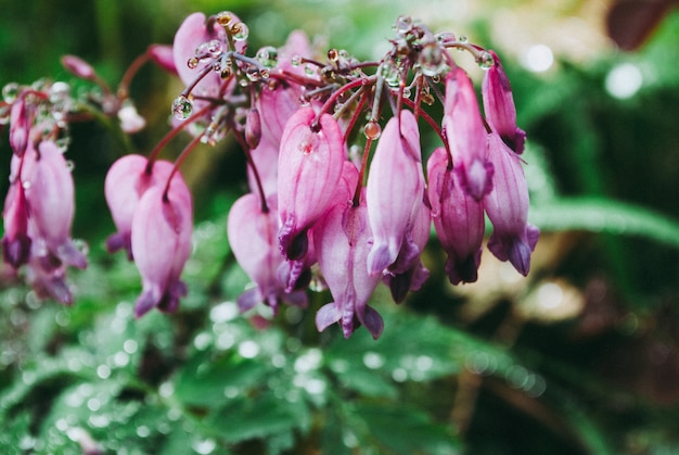 Foto flores del corazón sangrante con gotas de lluvia. fondo perfecto